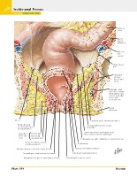 Frank H. Netter, MD - Atlas of Human Anatomy (6th ed ) 2014, page 413